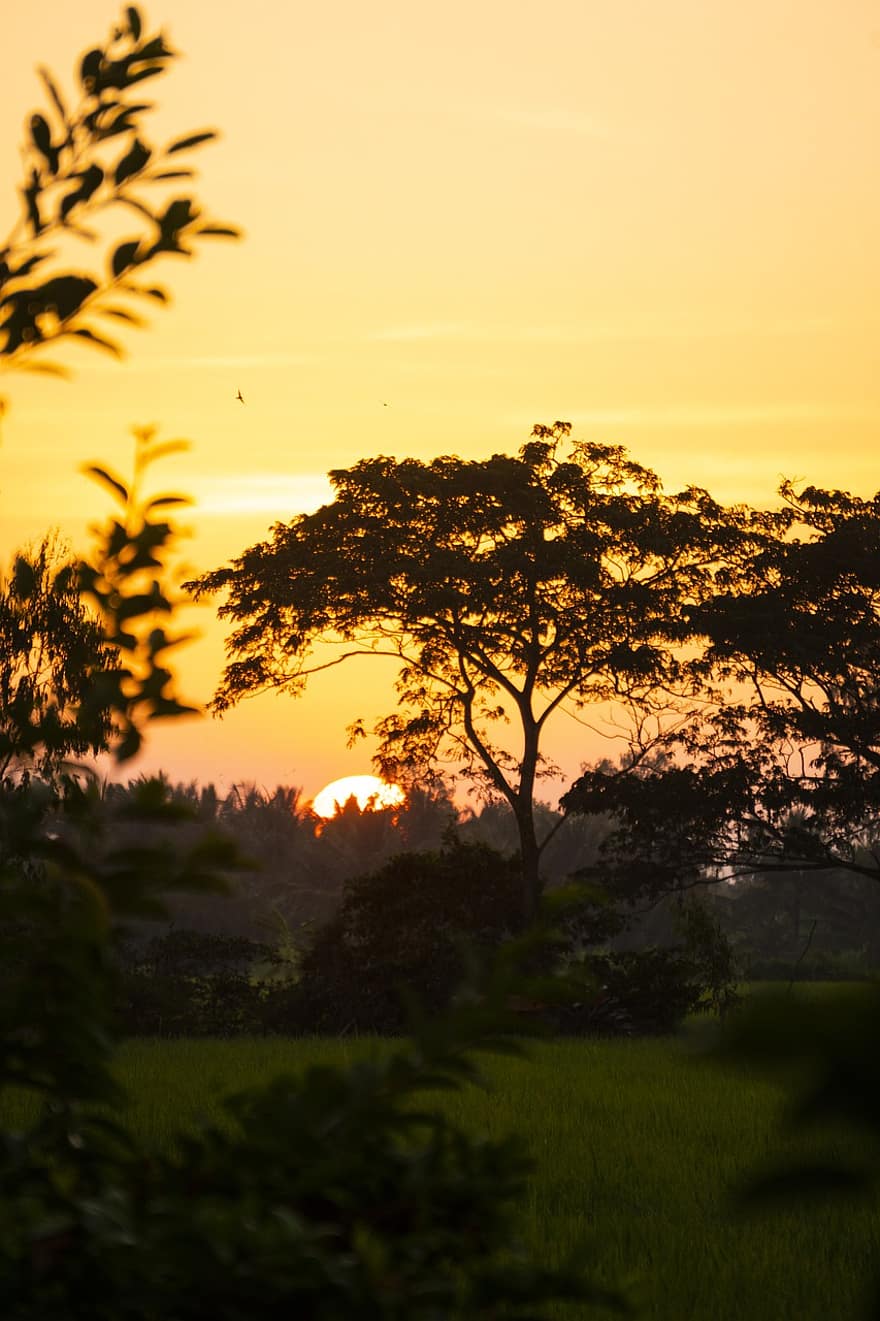 Вьетнам, после полудня, заход солнца, пейзаж, солнце, смеркаться, Восход, рассвет, дерево, Солнечный лучик, летом