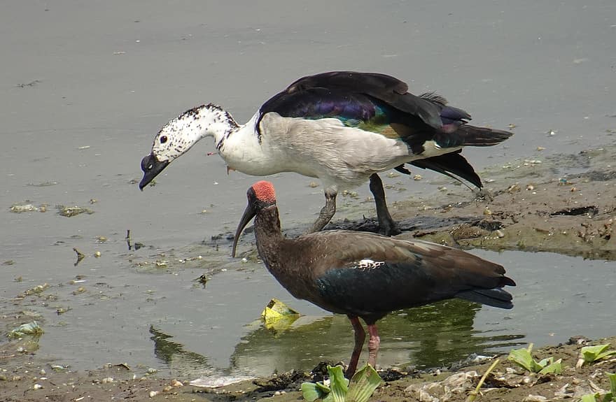 ibis, cu o rață cu bile, păsări, rață, animale, pene, penaj, factură, ornitologie, lumea animalelor, natură