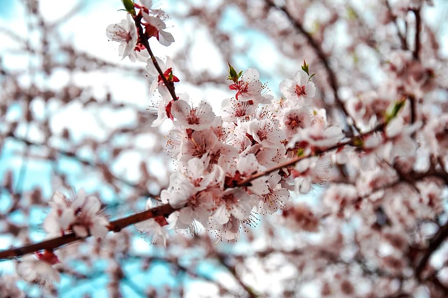 sakura, květiny, třešňové květy, bílé okvětní lístky, okvětní lístky, květ, flóra, jarní květiny, Příroda, jaro, větev
