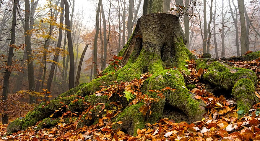 木、自然、森林、秋、シーズン、葉、黄、風景、マルチカラー、ブランチ、10月