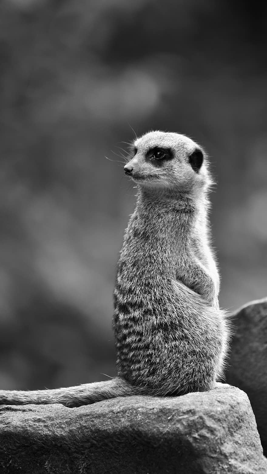 meerkat, animal, grădină zoologică, Suricate, mamifer, animale sălbatice, sălbatic, pustie, natură, portret