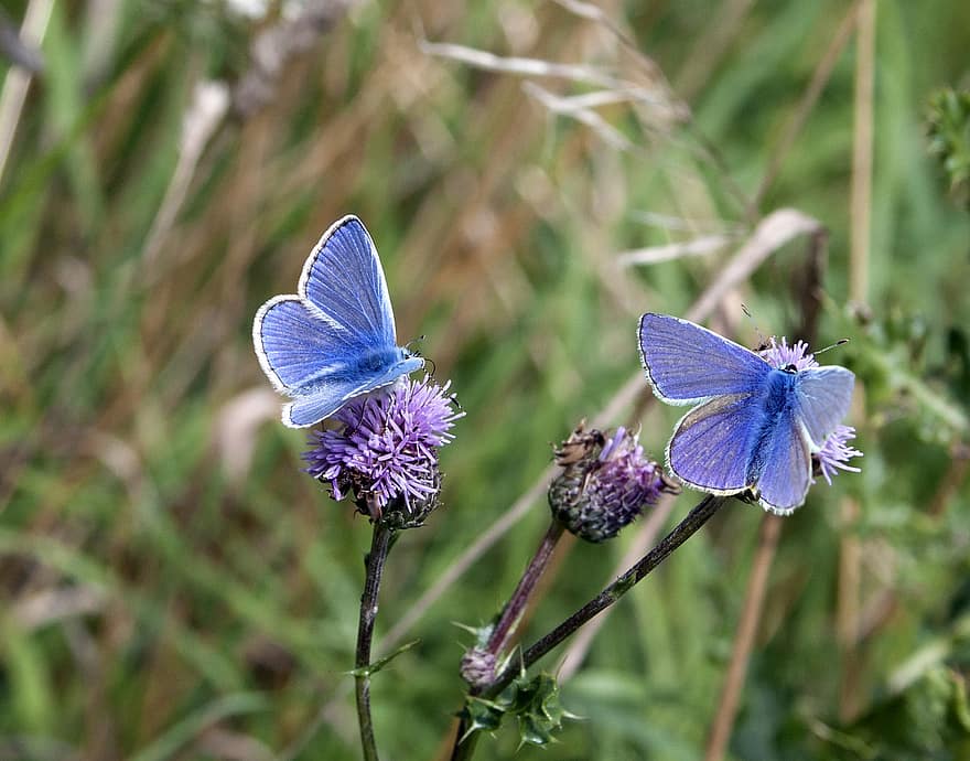 vlinder, common-blauw, coulissen, bloemen, bladeren, gras