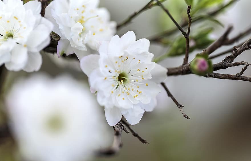 fiore di albicocca, fiori, ramo, fiore di pruno, fiori di albicocca, fiori bianchi, fiori di primavera, fioritura, fiorire, primavera, albero