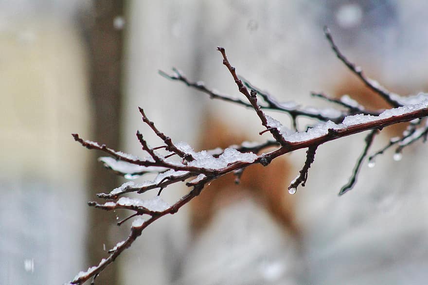 chi nhánh, Nước đá, sương giá, tuyết