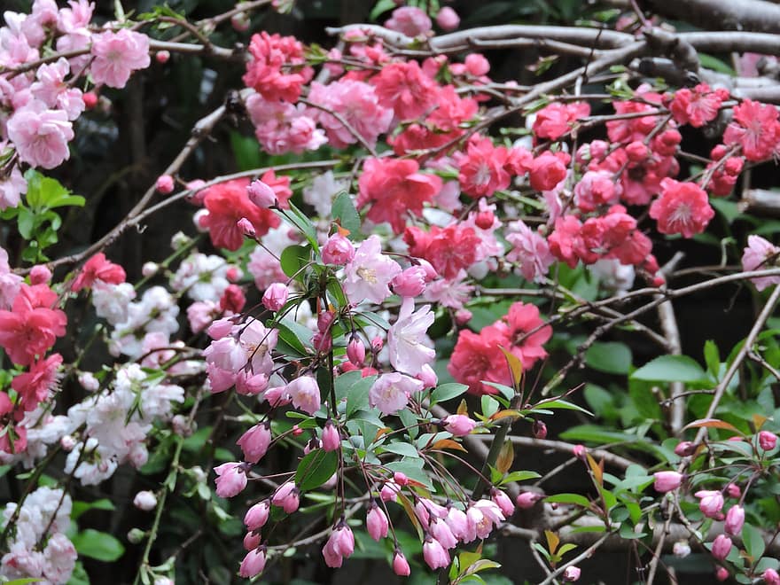las flores, flores de durazno, Flores rosadas, naturaleza, árbol en flor, flores, floración, hoja, planta, flor, color rosa