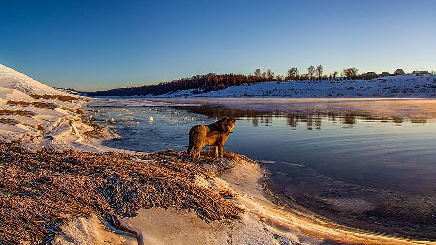 râu, câine, apus de soare, iarnă, natură, animal de companie, animal, zăpadă, peisaj, animale de companie, Munte