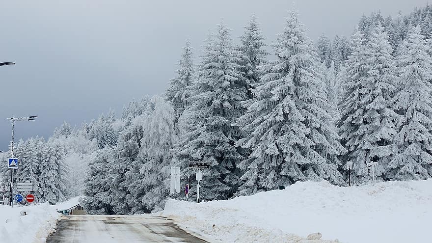 雪、冬、道路、木、霜、アルペデュグランセール、風景、コールド、モミ、自然、白