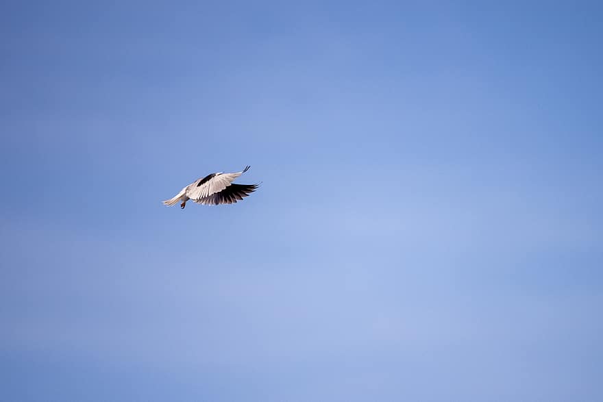 птица, летающий, животное, пух Перо, природа, живая природа, крыло, рейс, летать, изолированный, синий