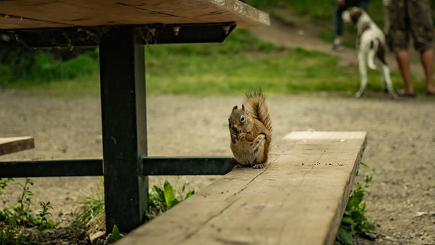 Squirrel, Rodent, Foraging, Eating, Bench, Picnic Table, Park, Wildlife, Wilderness, Nature, Animal