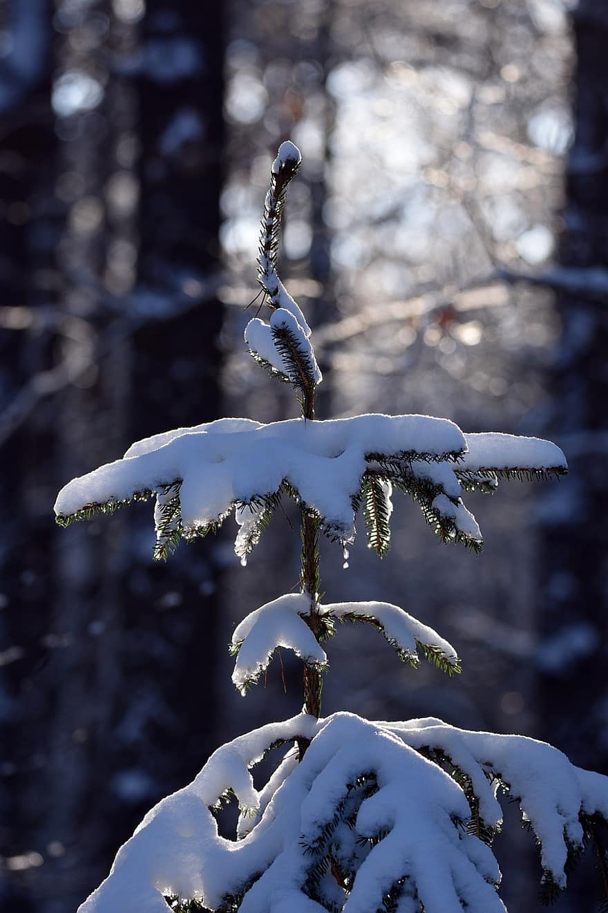 pin, branches, neige, hiver, gel, givre, la glace, du froid, conifère, à feuilles persistantes, arbre