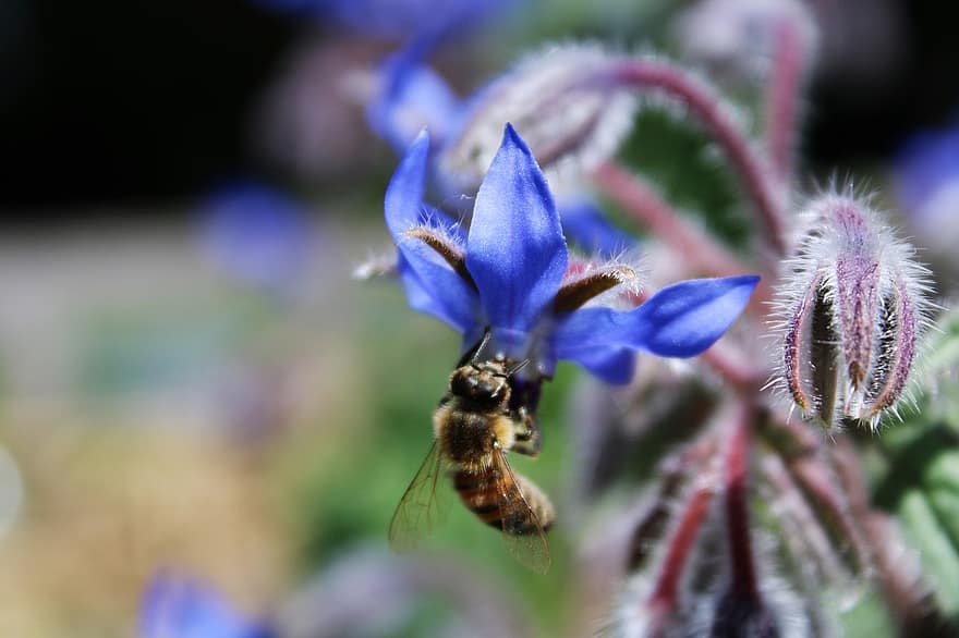 bite, borage, medus bite, kukaiņi, zieds, zied, dzīvnieku pasauli, nektārs, apkaisa