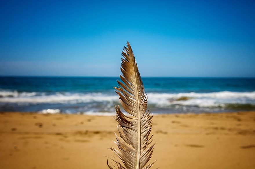 pena, natureza, de praia, Pena de ave, mar Mediterrâneo, Praia Calblanque, Cartagena, murcia