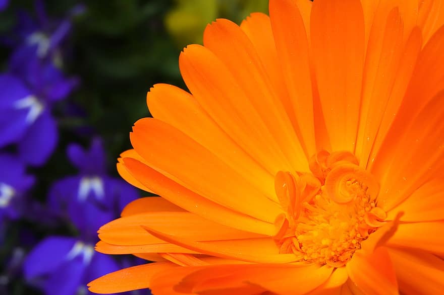 bunga, pot marigold, musim semi, botani, berkembang, mekar, kelopak, pertumbuhan, makro, taman, merapatkan