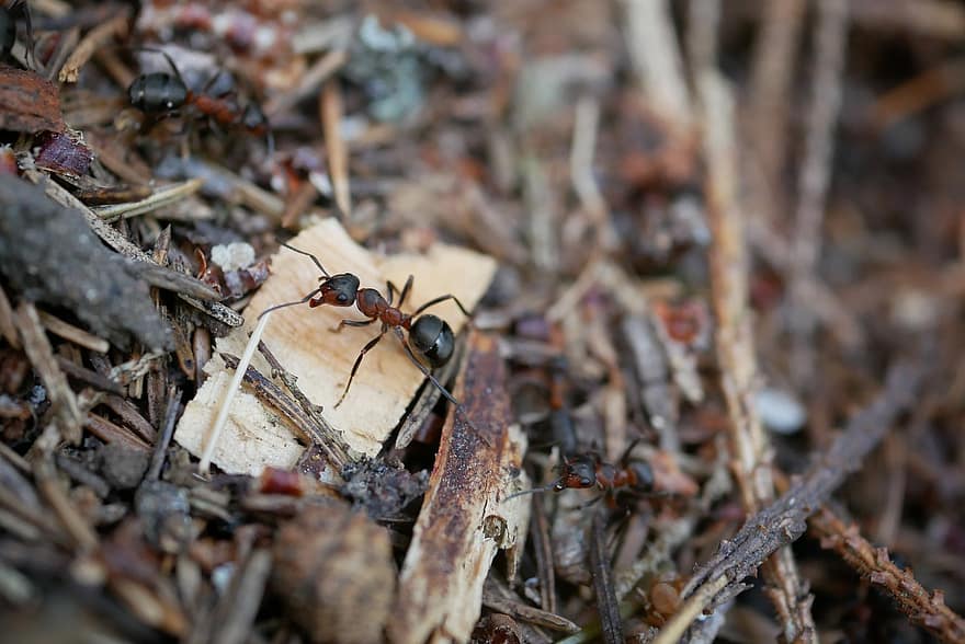 개미, 곤충, 열심히 일하는, 숲, 동물, 바닥, 작업