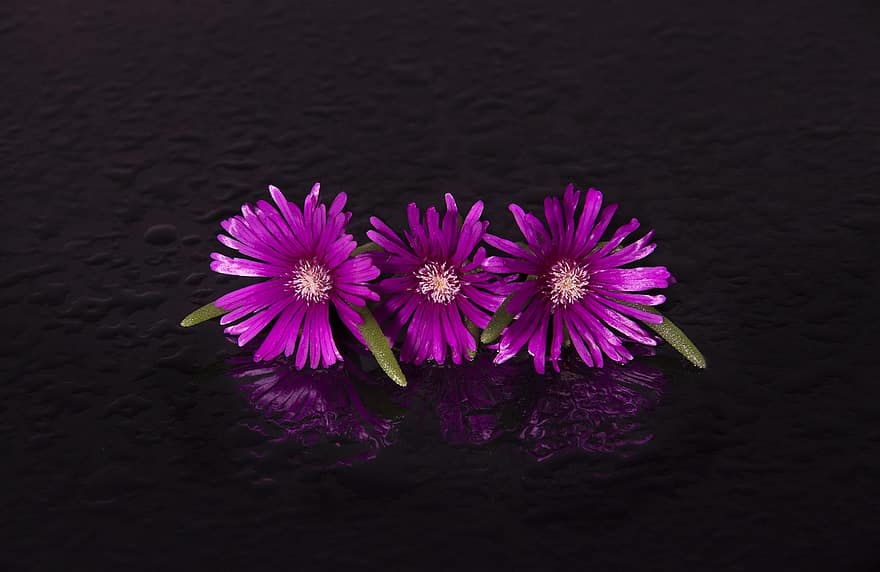 bunga-bunga, bunga ungu, berkembang, mekar, kelopak, kelopak ungu, refleksi, flora
