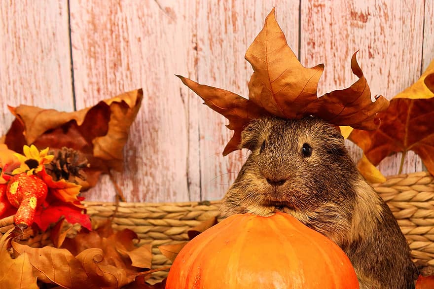 conejillo de indias, roedor, otoño, animal