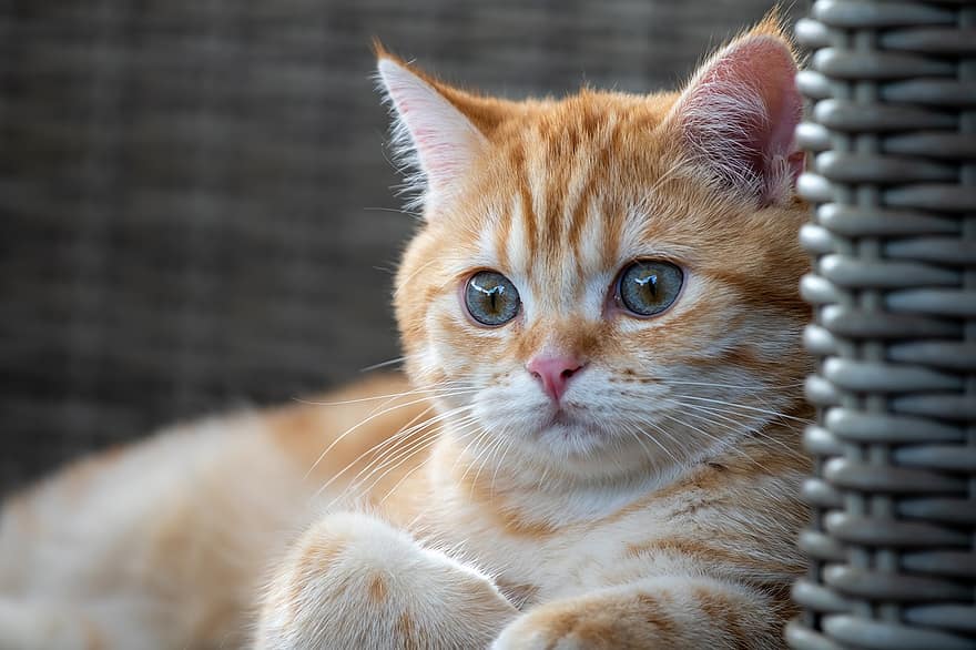 Cat, British Shorthair, Feline, Pet, Animal, Mammal, Kitten, pets, cute, domestic cat, domestic animals