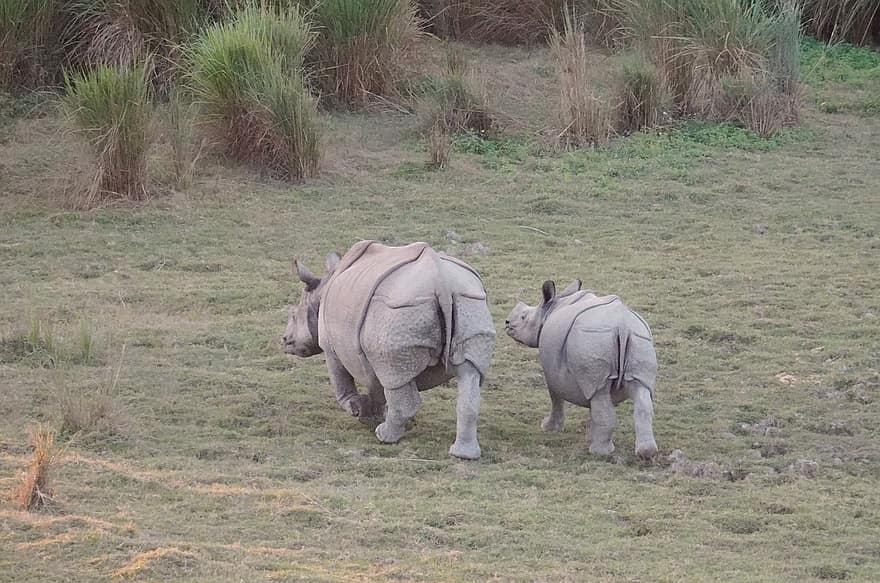 rinocer, One horned, animal, sălbatic, animale sălbatice, pe cale de dispariție, unicornis, Kaziranga, parc național, sanctuar, Assam