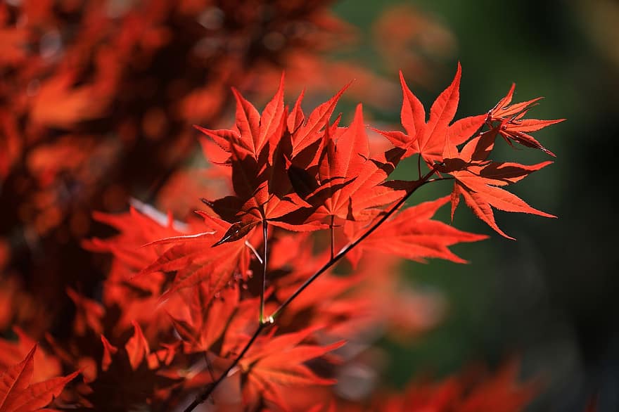 клен, кленов листа, червен, есен, листа, шума, есенни листа, есенна листа, есенни цветове, есенния сезон, попадат зеленина
