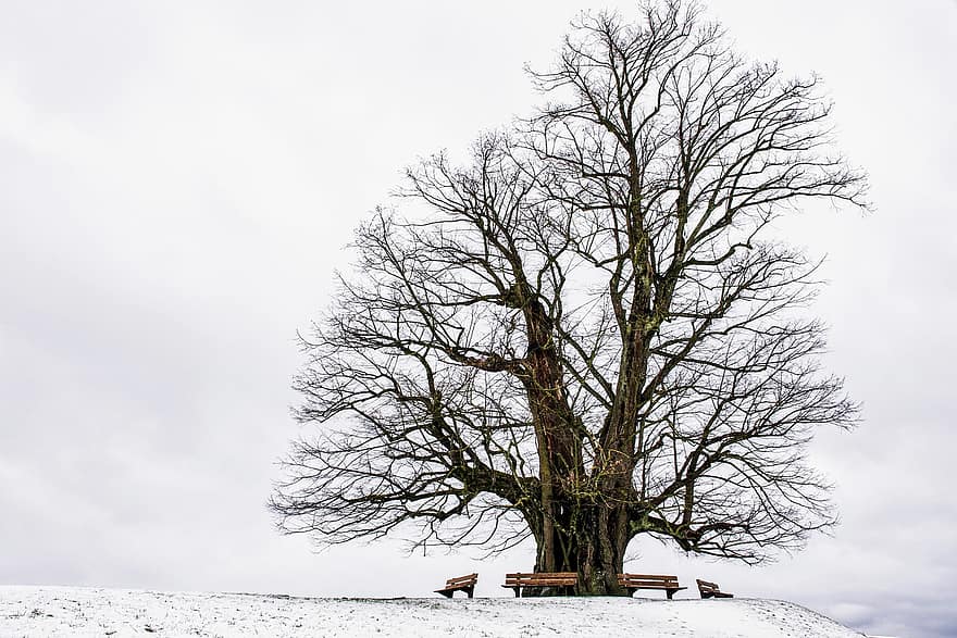 冬、木、ベンチ、古い木、枝、木の枝、裸の木、雪、雪が多い、霜、自然