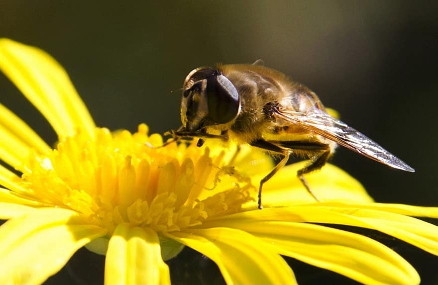 ミツバチ、蜂、花、昆虫、黄色い花、工場、庭園、自然、マクロ、黄、閉じる