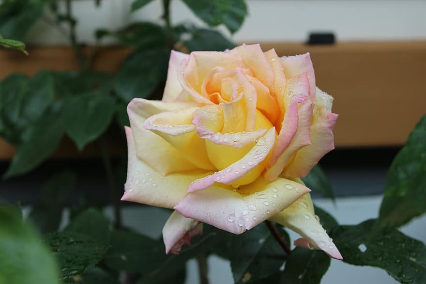 rosa, giallo, fiore, fiorire, fioritura, natura, petali, rosa fiorita, bellezza, festa della mamma, San Valentino