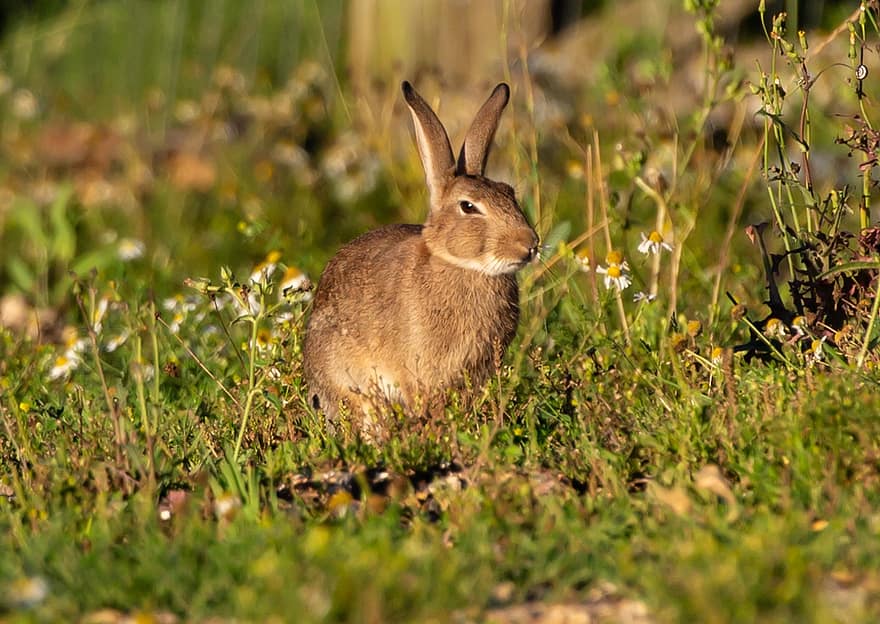 кролик, зайчик, тварина, природи, на відкритому повітрі, трави