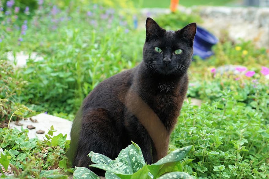 czarny, kot, zwierzę domowe, Kot domowy, kotek, kocie oczy, Natura, ogród, zwierzę, Kocia twarz, futro