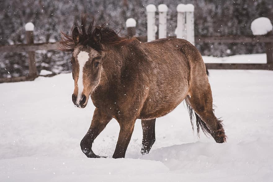 föl, ettåring, häst, ponny, vinter-, pip, snö, bruka, landsbygden scen, husdjur, söt