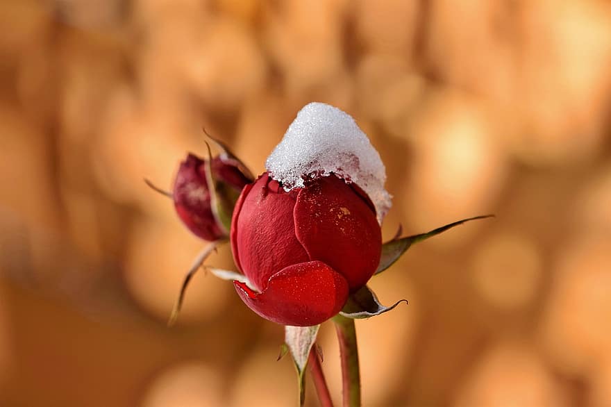 Rosebud, Flower, Snow, Rose, Bud, Ice, Frozen, Frost, Winter, Flora, Plant