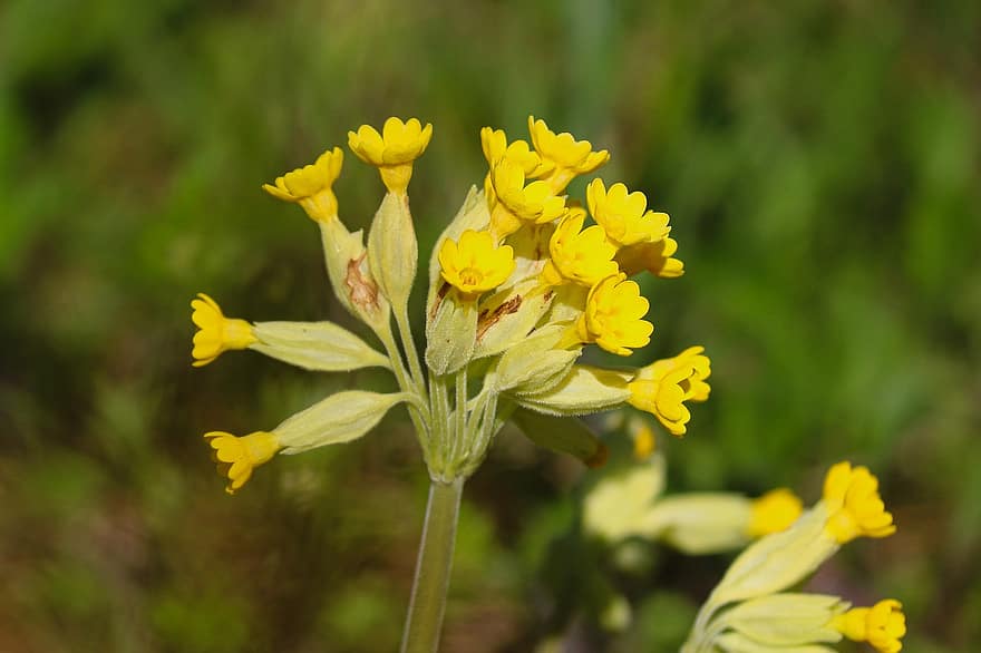 Cowslip, Sky Key, Primula Veris, Pointed Flower, Blossom, Bloom, Spring, Meadow, flower, yellow, summer