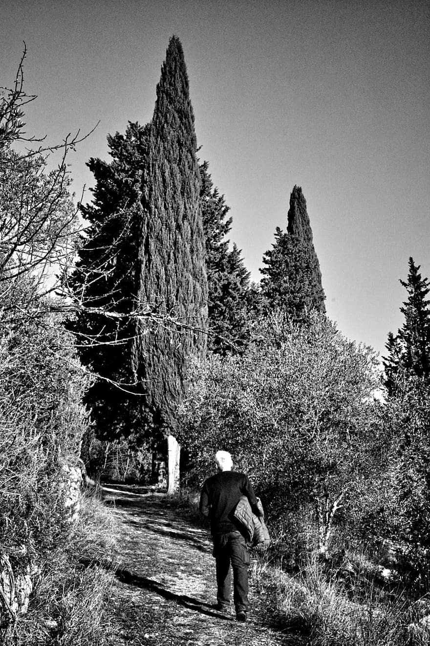 oliventræer, bakker, bro, panorama, flod, træ, herrer, sort og hvid, Skov, en person, fyrretræ