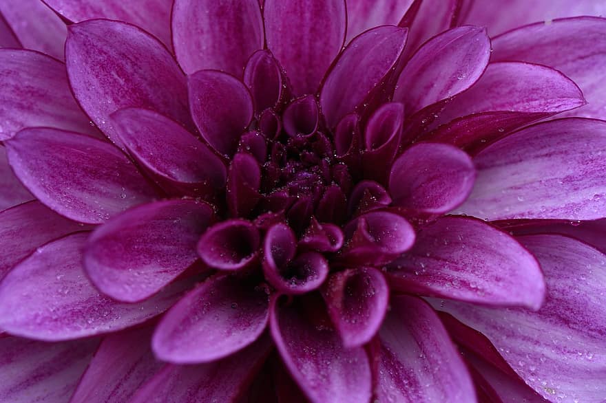 daalia, kukka, violetti