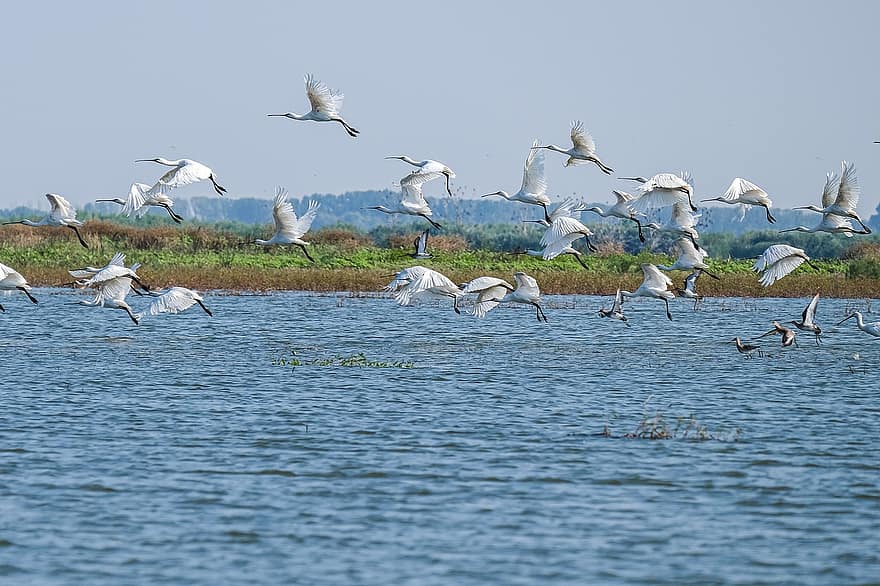 Šaukšto sąskaitos, paukščių, bandos, ežeras, skrydis, Dunojaus delta, paukščių stebėjimas, laukinės gamtos, vanduo, pobūdį, kraštovaizdį