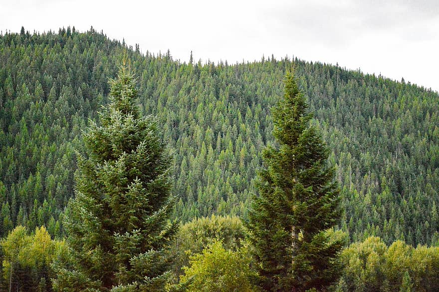 Trees, Conifers, Forest, Coniferous, Conifer Forest, Evergreen, Spruce, Woods, Woodlands, Mountains, Landscape