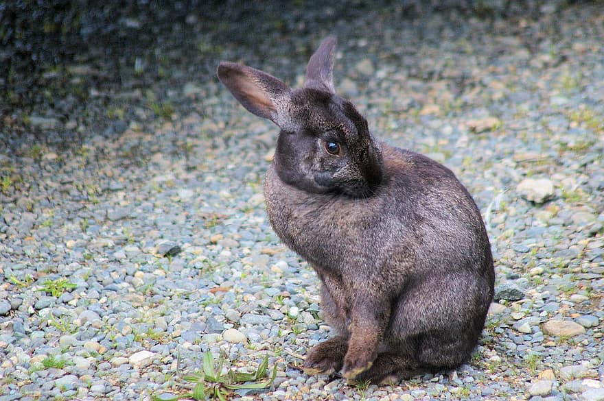 bunny, kanin, hare, dyr, natur, dyreliv, ører, utendørs, brun kanin, vill kanin, pattedyr
