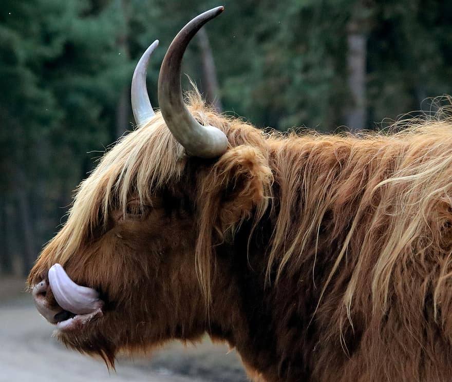 skotsk highlander, ko, kvæg, horn, husdyr, gård, dyr, natur, pattedyr, landbrug, landdistrikterne