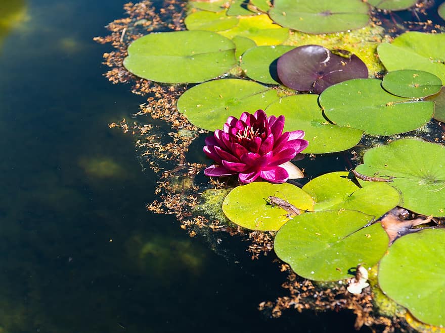 stagno, Ninfea, fiorire, fioritura, viola, lago rosengewächs, pianta da laghetto