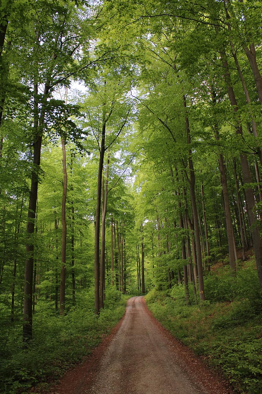 Camí, bosc, arbres, ruta, Carretera bruta, boscos, naturalesa, arbre, color verd, estiu, paisatge