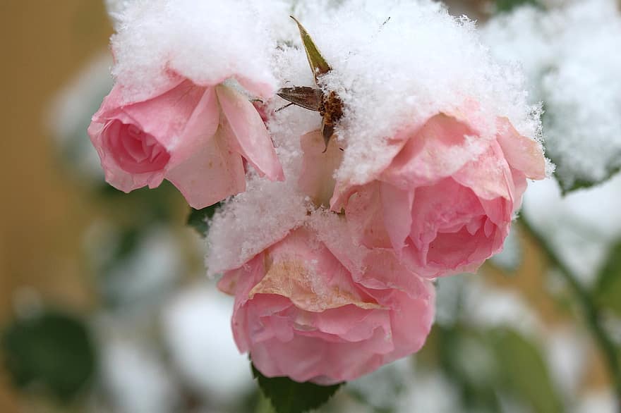 ดอกไม้, ดอกกุหลาบ, เบ่งบาน, พฤกษศาสตร์, ดอก, ธรรมชาติ, หิมะ, ฤดูหนาว, ฤดู, การเจริญเติบโต