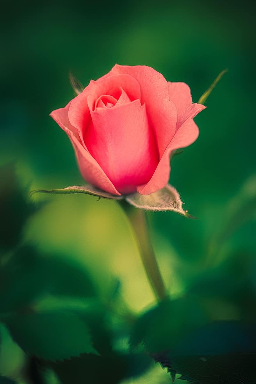 роза, цвят, разцвет, подарък, романтичен, обичам, цъфна роза, листенца, растение, градина, стъблото на цветята