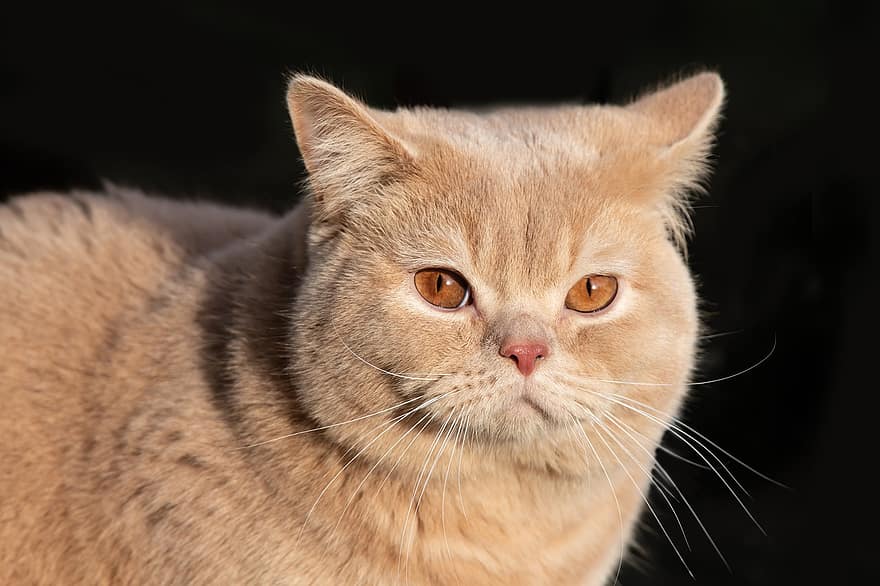 british shorthair, gato, mascota, animal, bkh, nacional, felino, mamífero, mullido, suave, Tabby clásico rojo plata