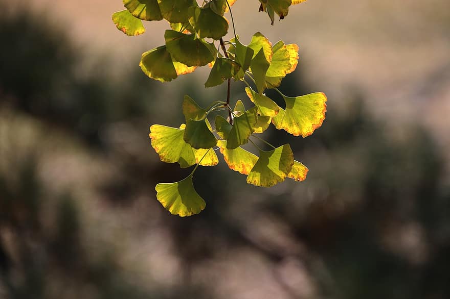 Ginkgo biloba, foglie di ginkgo, natura, autunno