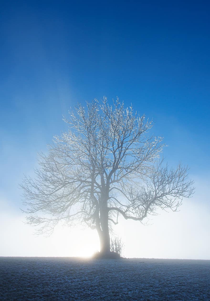 tåge, lys, frost, træ, morgen lys, blå, afdeling, sæson, landskab, ensomhed, vinter