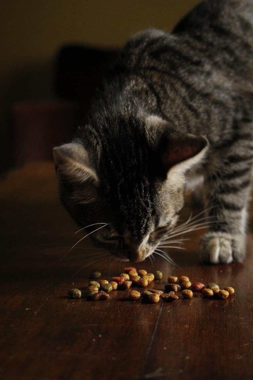 кошка, домашнее животное, кормить, питание, принимать пищу, полосатый, животное, Домашняя кошка, кошачий, млекопитающее