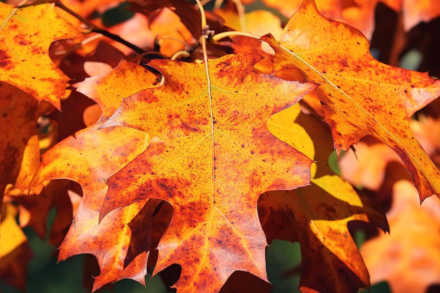 осіннє листя, листя, осінні кольори, опале листя, осінній настрій, осінній колір, дерево, барвисті, спливати