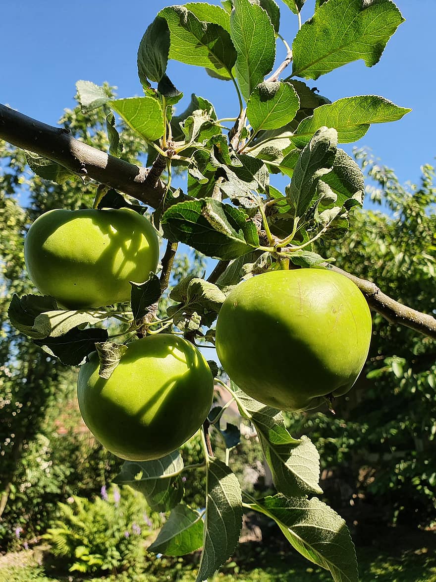 καρπός, μήλα, οργανικός, πράσινα μήλα, φρεσκάδα, φύλλο, πράσινο χρώμα, γεωργία, κλαδί, φαγητό, δέντρο
