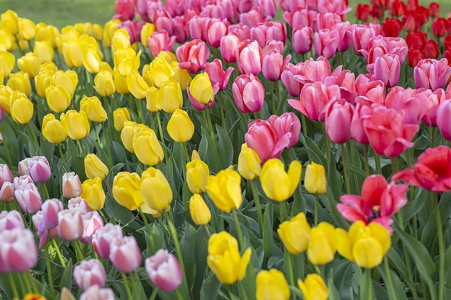Tulpen, bunt, Blumen, Feld, Garten, Tulpengarten, Tulpenfeld, blühen, Flora, Blumenzucht, Gartenbau