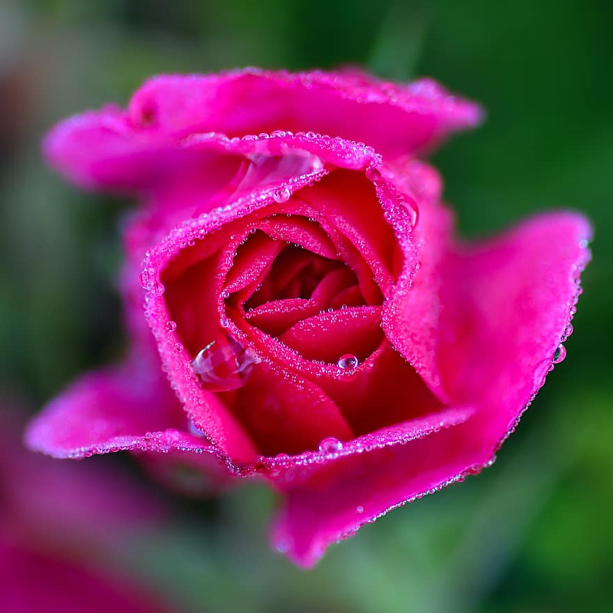 Rosa, Rosa rosada, flor, pétalos, gotitas, gotas de rocío, Rocío, floración, planta floreciendo, planta ornamental, planta