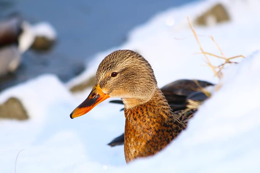 Duck, Bird, Water, Wild, Animal, Beak, Pond, Winter, Snow, Anatidae, Feathers
